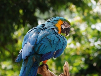 The power of endoscopy in avian medicine exceeds imagination